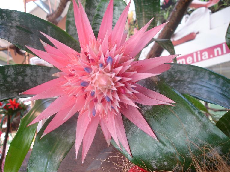 DSC01529.JPG